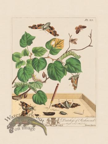 Moses Harris Insects 20